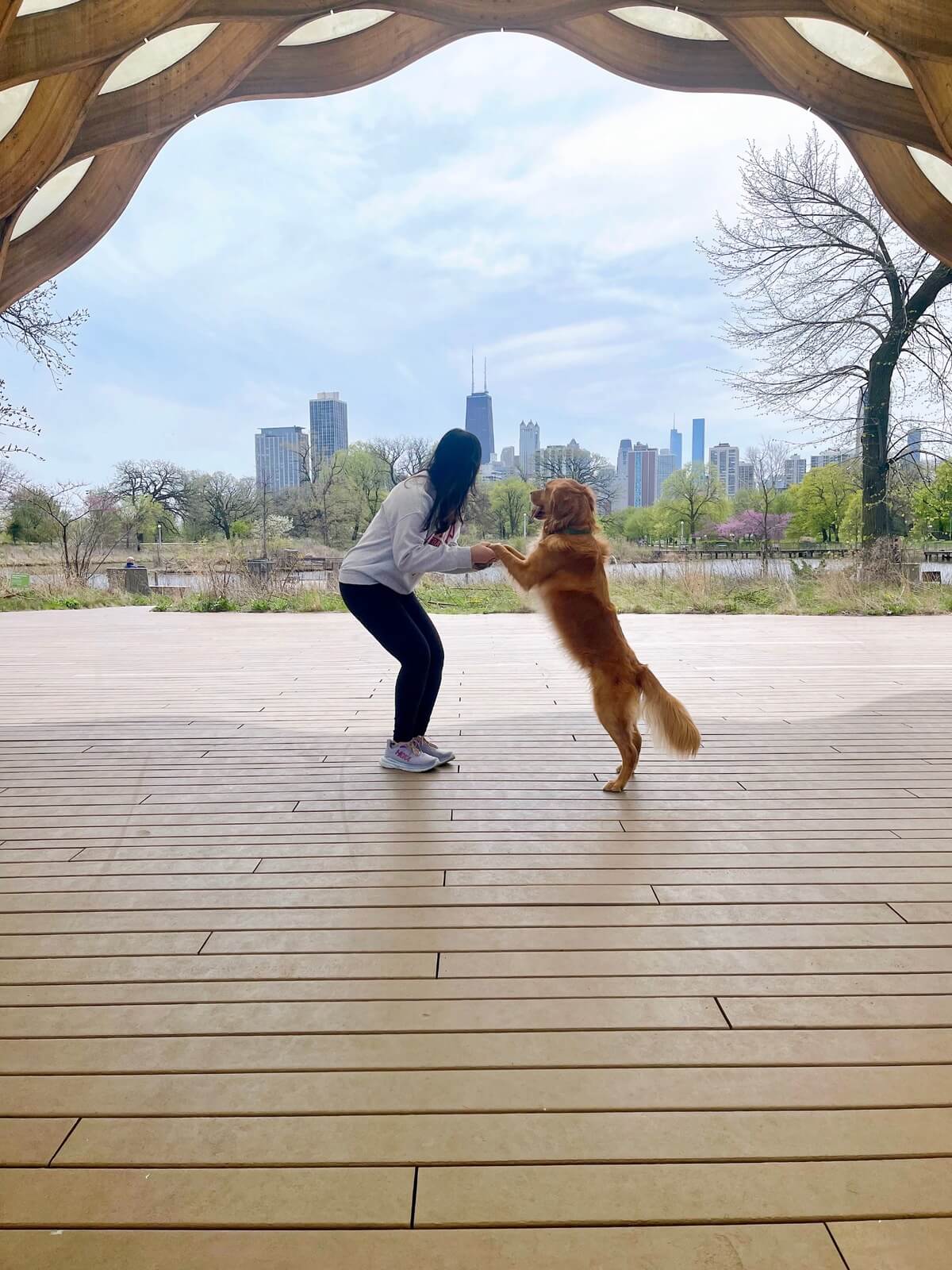 Local Chicago pet sitter with dogs